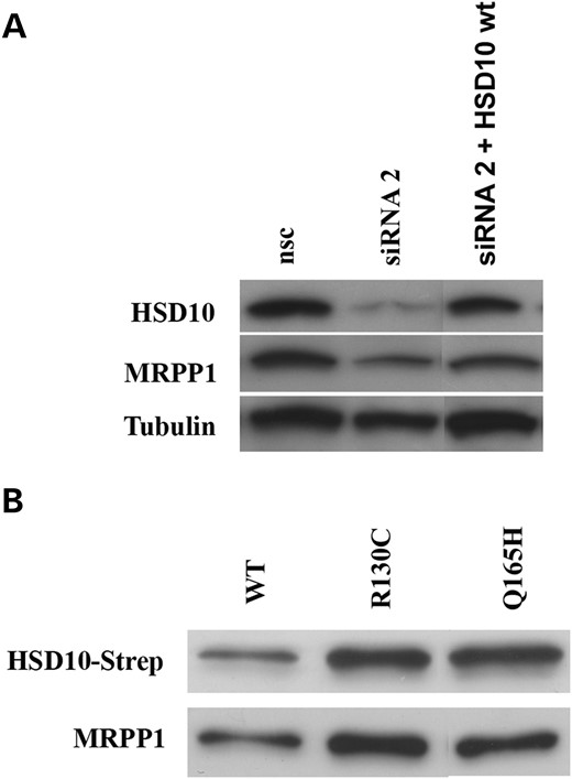 Ectopic expression of HSD10wt partly restored MRPP1 protein level in human cells. (A) Expression of HSD10 and MRPP1 was significantly reduced in HSD10 knock-down cells. Ectopic expression of HSD10wt in knock-down cells partly restored expression of both proteins. (B) Co-immunoprecipitation of HSD10-strep and MRPP1 after transient transfection of strep-tagged HSD10 proteins (wt, p.R130C and p.Q165H). In each sample, expression of MRPP1 was of similar intensity than found for HSD10 Strep-tag protein, indicating that MRPP1 binding to HSD10 was not reduced by HSD10 mutations.