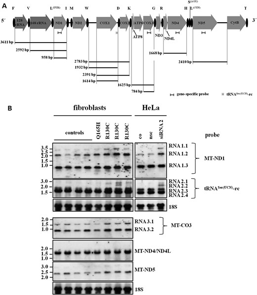 Northern blot analysis of mitochondrial transcripts in human fibroblasts and HSD10 knock-down HeLa cells. (A) Schematic representation of the mitochondrial heavy strand genome. Indicated are the strand-specific probes for northern analysis and the predicted size of RNA molecules expected to detect on northern blots. (B) Expression pattern of RNA transcripts in human control fibroblasts (controls), in fibroblasts from HSD10 diseased patients and in HSD10 knock-down HeLa cells. An accumulation of larger RNA molecules was found in fibroblasts with HSD10R130C mutation and in HSD10 knock-down cells. Probing with MT-ND1 revealed an accumulation of a transcript of approx. 3.6 kb size (RNA 1.1) which covers (tRNAPhe) –12SrRNA–tRNAVal–16SrRNA–tRNALeu-ND1 indicating reduced processing of tRNAVal and tRNALeu as also found by real-time PCR. In a further analysis, we used a heavy strand-specific probe corresponding to light strand tRNASer(UCN) (tRNASer(UCN)-rc). The data demonstrated an accumulation of larger transcripts in HSD10R130C patient fibroblasts and HSD10 knock-down cells. These larger transcripts cover MT-CO1–tRNAAsp–MT-CO2 sequence with 5′-UTR of MT-CO1 (transcript at 2.6 kb, RNA 2.1) or without (transcript at 2.2 kb, RNA 2.2) and indicated an impaired tRNAAsp processing. Northern blots with strand-specific probes for MT-ND4, MT-CO3 and MT-ND5 revealed no accumulation of high molecular weight precursor transcripts in patient fibroblasts.