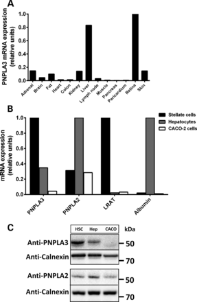 PNPLA3 is highly expressed in human retina, hepatocytes and HSCs. (A) PNPLA3 mRNA expression in human tissues assessed by qPCR. The tissue with the highest CT value was assigned the value of 1. (B) PNPLA3 mRNA expression in pHSCs, primary human hepatocytes (positive control) and human colon carcinoma (CACO-2) cells (negative control). Lecithin retinol acyl transferase (LRAT) and albumin were used as references for pHSCs and hepatocytes, respectively. (C) Immunoblot showing PNPLA3 and PNPLA2 protein expression in pHSCs, primary human hepatocytes (Hep) and CACO-2 cells. Calnexin was used as a loading control.