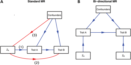 Schematic representation of MR. (A) Mendelian randomization can be used to test the hypothesis that trait A causes trait B, provided that conditions (1), (2) and (3) are met adequately, governing that ZA is a valid instrument, in that (1) it is associated with the intermediate phenotype of interest; (2) has no association with the outcome except through the intermediate phenotype, and (3) is not related to measured or unmeasured confounding factors. (B). In bi-directional MR, the causal direction between traits (A and B) (if any) can be elucidated, if valid instruments are present for each trait.