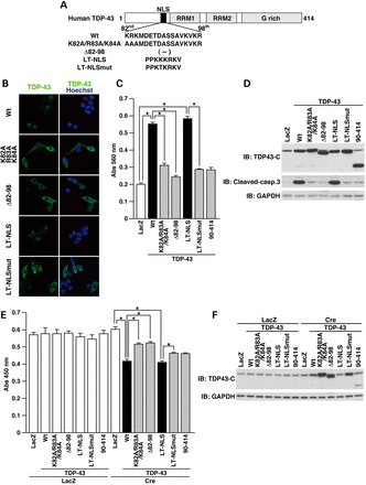 Nuclear TDP-43 is more neurotoxic than cytoplasmic TDP-43. (A) Schematic illustration of TDP-43 derivatives. The nuclear localization signal (NLS) of TDP-43 was mutated, deleted or replaced. Wt, wild-type; LT-NLS, SV40 virus large T antigen NLS; LT-NLSmut, LT-NLS mutant. TDP-43 contains three conserved domains, two RNA-recognition motif-containing domains (RRM1 and RRM2) and a glycine-rich domain (G rich). (B) NSC34 cells transiently overexpressing TDP-43 or TDP-43 NLS mutants were fixed and immunostained with anti-TDP43-C antibody (green). Nuclei were stained with Hoechst 33258 (blue). (C and D) NSC34 cells, seeded on six-well plates at 1 × 105 cells/well, were infected with the indicated adenoviruses at a multiplicity of infection (moi) of 400. All samples were co-infected with Cre-recombinase virus at a moi of 40. Twenty-four hours after infection, media of cells were replaced with DMEM/N2 supplement. Twenty-four hours after the replacement of media, LDH release from cells was measured (C). *P < 0.05. The cell lysates were immunoblotted using the indicated antibodies (D). (E and F) PCNs, seeded on 96-well plates at 5 × 104 cells/well, were co-infected with the indicated adenoviruses at a moi of 100 and LacZ or Cre virus at a moi of 40. The WST-8 cell viability assays were performed at 4 days after infection (E). *P < 0.05. PCNs, seeded on six-well plates at 1 × 106 cells/well, were co-infected with the indicated adenoviruses at a moi of 100 and LacZ or Cre virus at a moi of 40. Four days after infection, the cell lysates were immunoblotted using the indicated antibodies (F).