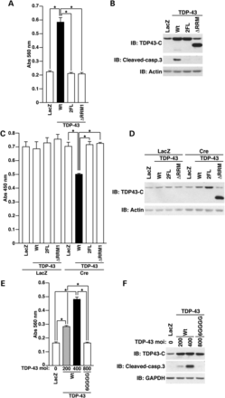 Both DNA/RNA binding and dimerization of TDP-43 are required for TDP-43-induced neurotoxicity. (A and B) NSC34 cells, seeded on six-well plates at 1 × 105 cells/well, were infected with the indicated adenoviruses at a moi of 400. All samples were co-infected with Cre-recombinase virus at a moi of 40. Twenty-four hours after infection, media of cells were replaced with DMEM/N2 supplement. Twenty-four hours after the replacement of media, LDH release from cells was measured (A). *P < 0.05. The cell lysates were immunoblotted using the indicated antibodies (B). (C and D) PCNs, seeded on 96-well plates at 5 × 104 cells/well, were co-infected with the indicated adenoviruses at a moi of 100 and LacZ or Cre virus at a moi of 40. The WST-8 cell viability assays were performed at 4 days after infection (C). *P < 0.05. PCNs, seeded on six-well plates at 1 × 106 cells/well, were co-infected with the indicated adenoviruses at a moi of 100 and LacZ or Cre virus at a moi of 40. Four days after infection, the cell lysates were immunoblotted using the indicated antibodies (D). (E and F) NSC34 cells, seeded on six-well plates at 1 × 105 cells/well, were infected with the indicated adenoviruses at a moi of 200–800. All samples were co-infected with Cre-recombinase virus at a moi of 40. To maintain a constant total viral moi, an appropriate moi of LacZ-encoding virus was added for each infection. Twenty-four hours after infection, media of cells were replaced with DMEM/N2 supplement. Twenty-four hours after the replacement of media, LDH release from cells was measured (E). *P < 0.05. The cell lysates were immunoblotted using the indicated antibodies (F).