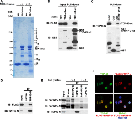 HnRNP-U interacts with TDP-43. (A) Purified glutathione sepharose-bound recombinant GST or GST-TDP-43-wt, which was produced in bacteria, was mixed with or without NSC34 cell lysates and incubated at 4°C for 18 h. The washed glutathione sepharose was fractionated by 5–20% gradient-gel SDS–PAGE and stained with Coomassie brilliant blue. Multiple TDP-43-binding proteins were isolated (bands 1∼14) and identified by mass-spectrometry analysis. (B) COS7 cells transiently overexpressing GST or GST-TDP-43-wt together with FLAG-tagged hnRNP-U were harvested at 48 h after transfection and the prepared cell lysates were used for pull-down with glutathione sepharose. The washed precipitates were fractionated by SDS–PAGE and immunoblotted using the indicated antibodies. (C) GST, GST-hnRNP-U and TDP-43-wt were all separately overexpressed in NSC34 cells. The GST or GST-hnRNP-U-containing cell lysate was mixed with the TDP-43-containing cell lysates and incubated for 3 h, followed by pull-down with glutathione sepharose. The washed precipitates were fractionated by SDS–PAGE and immunoblotted using the TDP-43-N antibody. The TDP-43-N antibody also detects GST proteins. (D) NSC34 cells transiently co-overexpressing FLAG-hnRNP-U and TDP-43-wt were harvested at 48 h after transfection and the prepared cell lysates were used for immunoprecipitation with TDP-43-N antibody or normal rabbit IgG (Control). The washed precipitates were fractionated by SDS–PAGE and immunoblotted using the indicated antibodies. (E) The lysates from HeLa cells were used for immunoprecipitation with TDP-43-N antibody, hnRNP-U-N antibody or normal rabbit IgG (Control). The washed precipitates were fractionated by SDS–PAGE and immunoblotted using the indicated antibodies. (F) NSC34 cells transiently co-overexpressing TDP-43-wt and FLAG-hnRNP-U were fixed and immunostained using anti-TDP43-C (green) and anti-FLAG (red) antibody. Nuclei were stained with Hoechst 33258 (blue).