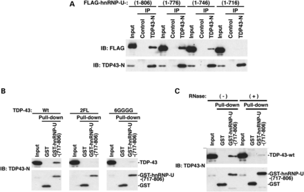 C-terminal 90 amino acids of hnRNP-U interact with TDP-43 and this interaction is dependent on both RNA binding and dimerization of TDP-43. (A) NSC34 cells transiently co-overexpressing FLAG-hnRNP-U-(1-806) (=wt), -(1-776), -(1-746) or -(1-716) together with TDP-43-wt were harvested at 48 h after transfection and the prepared cell lysates were used for immunoprecipitation with TDP-43-N antibody or normal rabbit IgG (Control). The washed precipitates were fractionated by SDS–PAGE and immunoblotted using the indicated antibodies. (B) All recombinant proteins were separately overexpressed in NSC34 cells. The GST and GST-hnRNP-U-(717-806)-containing cell lysate was mixed with the cell lysates containing TDP-43-wt (left panel), -2FL (middle panel) or -6GGGG (right panel), and incubated for 3.5 h, followed by pull-down with glutathione sepharose. The washed precipitates were fractionated by SDS–PAGE and immunoblotted using TDP-43-N antibody. TDP-43-N antibody also detects GST proteins. (C) GST, GST-hnRNP-U-(717-806) and TDP-43-wt were all separately overexpressed in NSC34 cells and the cell lysates were pre-incubated with or without 20 μg/mL RNase A at room temperature for 2 h. The GST or GST-hnRNP-U-(717-806)-containing lysate was then mixed with the cell lysates containing TDP-43-wt and incubated for 2 h, followed by pull-down with glutathione sepharose. The precipitates were fractionated by SDS–PAGE and immunoblotted using the TDP-43-N antibody. TDP-43-N antibody also detects GST proteins.