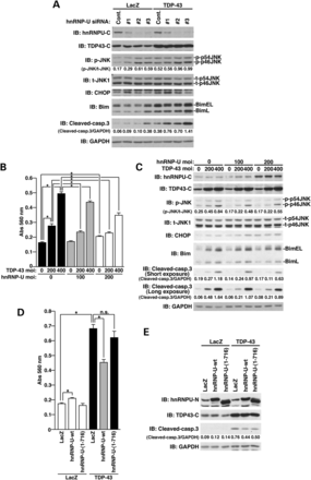 HnRNP-U negatively regulates TDP-43-induced neuronal cell death. (A) NSC34 cells, seeded on six-well plates at 7 × 104 cells/well, were transfected with 5 nM control siRNA (Cont.), hnRNP-U-#1, -#2 or -#3 siRNA using Lipofectamine 2000 reagent. Sixteen hours after transfection, cells were infected with LacZ or TDP-43 virus at a moi of 200. All samples were co-infected with Cre-recombinase virus at a moi of 40. Forty-eight hours after infection, cell lysates were prepared and were immunoblotted using the indicated antibodies. Intensities of immunodetected signals were densitometrically estimated with an ImageJ software. (B and C) NSC34 cells, seeded on six-well plates at 1 × 105 cells/well, were co-infected with the indicated adenoviruses and Cre-recombinase virus at a moi of 40. Twenty-four hours after infection, media of cells were replaced with DMEM/N2 supplement. Twenty-four hours after the replacement of media, LDH release from cells was measured (B). *P < 0.05. The cell lysates were immunoblotted using the indicated antibodies (C). p-JNK, phosphorylated JNK; t-JNK, total JNK. Intensities of immunodetected signals were densitometrically estimated with an ImageJ software. (D and E) NSC34 cells, seeded on six-well plates at 1 × 105 cells/well, were co-infected with LacZ, hnRNP-U-wt or -hnRNP-U-(1-716) adenovirus at a moi of 200 together with LacZ or TDP-43 adenovirus at a moi of 400. All samples were co-infected with Cre-recombinase virus at a moi of 40. Twenty-four hours after infection, media of cells were replaced with DMEM/N2 supplement. Twenty-four hours after the replacement of media, LDH release from cells was measured (D). *P < 0.05. The cell lysates were immunoblotted using the indicated antibodies (E). Intensities of immunodetected signals were densitometrically estimated with an ImageJ software.