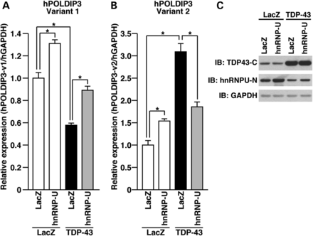 HnRNP-U affects TDP-43-mediated modification in splicing of mRNA of POLDIP 3. (A–C) HeLa cells, seeded on six-well plates at 5 × 104 cells/well, were co-infected with LacZ or hnRNP-U adenovirus at a moi of 100 together with LacZ or TDP-43 adenovirus at a moi of 100. All samples were co-infected with cre-recombinase virus at a moi of 40. Fourty-eight hours after infection, quantitative real-time PCR analysis for human POLDIP3 variant 1 (A) and variant 2 (B) was performed. *P < 0.05. The cell lysates were immunoblotted using the indicated antibodies (C).