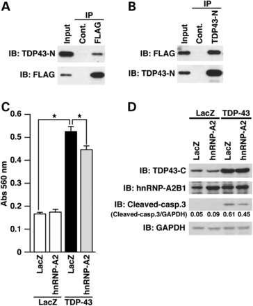 HnRNP-A2 binds to TDP-43 and inhibits TDP-43-induced neuronal cell death. (A and B) NSC34 cells transiently co-overexpressing FLAG-hnRNP-A2 and TDP-43-wt were harvested and the prepared cell lysates were used for immunoprecipitation with FLAG antibody or control antibody (Cont.) (A) and the TDP-43-N antibody or normal rabbit IgG (Cont.) (B). The washed precipitates were fractionated by SDS–PAGE and immunoblotted using the indicated antibodies. (C and D) NSC34 cells, seeded on 6-well plates at 1 × 105 cells/well, were co-infected with LacZ or hnRNP-A2 adenovirus at a moi of 400 together with LacZ or TDP-43 adenovirus at a moi of 400. All samples were co-infected with Cre-recombinase virus at a moi of 40. Twenty-four hours after infection, media of cells were replaced with DMEM/N2 supplement. Twenty-four hours after the replacement of media, LDH release from cells was measured (C). *P < 0.05. The cell lysates were immunoblotted using the indicated antibodies (D). Intensities of immunodetected signals were densitometrically estimated with an ImageJ software.