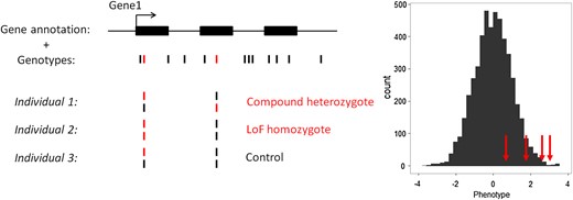 Schematic representation of the method to detect association between gene knockouts (KOs) and human quantitative variation. This example depicts a fictive gene with three exons (GENE1) that contains several SNPs. Our analytical framework only considers loss-of-function (LoF) variants (shown in red). GENE1 KOs are individuals who are either compound heterozygous of homozygous for LoF variants (individual 1 and 2). The histogram shows the distribution of a normalized human quantitative trait. Our method tests whether individuals that are KOs for a given gene (red arrows) have on average more extreme phenotypes than the rest of the individuals.