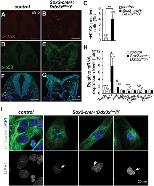 Increased DNA damage and nuclear abnormality in Sox2-cre/+;Ddx3xflox/Y mutants. (A−C) Representative γH2AX immunostaining in control and Sox2-cre/+;Ddx3xflox/Y mutant at E9.5. Significantly greater numbers of γH2AX-positive cells (red) were detected in Sox2-cre/+;Ddx3xflox/Y mutants than in controls (C). Percentages of γH2AX-positive cells in controls (n = 5) and Sox2-cre/+;Ddx3xflox/Y mutants (n = 6) were determined by the number of positive cells/total cells in each region and presented as mean±SEM. For each embryo, at least two adjacent sections were counted. (D−G) Expression levels of p21 and p-p53ser15 (green) were higher in Sox2-cre/+;Ddx3xflox/Y mutants than in littermate controls. Nuclei were counterstained with DAPI (blue). (H) Quantitative RT-PCR analysis of Ddx3x and cell cycle regulators in E9.5 controls and Sox2-cre/+;Ddx3xflox/Y mutants. *P < 0.05, **P < 0.01, ***P < 0.005. (I) Abnormal nuclei are observed in primary cells from Sox2-cre/+;Ddx3xflox/Y mutants. Disaggregated primary cells from E8.5 littermate controls and Sox2-cre/+;Ddx3xflox/Y embryos were immunostained with anti-α-Tubulin antibody and analyzed by confocal microscope (Olympus FV1000). Nuclei were visualized by DAPI staining. Merged images of α-Tubulin (green) and DAPI (blue) are shown in the upper panel, while the bottom panel show DAPI only (gray). Representative abnormal nuclei (arrows) were detected in primary cells from Sox2-cre/+;Ddx3xflox/Y mutants. Scale bars, 100 μm (A, B, D, E, F, G); 20 μm (I).