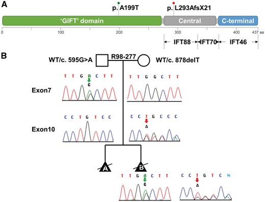 Mutations in IFT52. (A) The two mutations found are shown above a diagram of the domain structure of the IFT52 protein. Below the diagram, interactions between IFT52 and both IFT88 and IFT70 with the central region and IFT46 with the C-terminal domain are represented. (B) Segregation of the mutations in the family are shown on the pedigree with the paternally- and maternally-derived alleles indicated by red and green arrows, respectively.