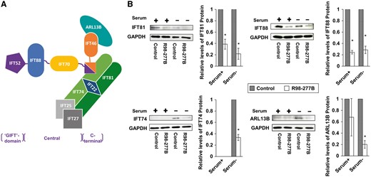 IFT complex B is unstable in the IFT52 mutant. (A) Schematic representation of the interactions among IFT-B core complex members and ARL13B based on published studies. The corresponding structural domains of IFT52 are indicated with brackets below the figure. (B) Whole-cell lysates from SRPS case and control fibroblasts were analyzed by Western blot using antibodies to IFT-B core proteins and ARL13B. The levels of these proteins in IFT52 mutant cells were markedly decreased, especially upon the stimulation of ciliogenesis in reduced serum media (n = 3, *P < 0.05).