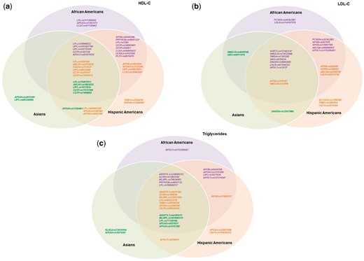 Overlap of HDL-C, LDL-C, and triglyceride signals among different races/ethnicities. Venn diagrams illustrating the overlap of signals associated with (A) HDL-C, (B) LDL-C, and (C) triglycerides among different races/ethnicities. Purple SNPs are lead independent signals in African Americans (P < 1 × 10−6); orange SNPs are lead independent signals in Hispanic Americans (P < 1 × 10−6); green SNPs are lead independent signals in Asians (P < 1 × 10−6). A lead independent signal with evidence of association in other races/ethnicities (consistent direction of effect and P < 0.05) was shown in the intersections of the Venn diagram. Some SNPs were lead independent signals for multiple races/ethnicities as indicated by the following: *lead independent signal in AA and HA; †lead independent signal in AA and AS; ‡lead independent signal in HA and AS; #lead independent signal in AA, HA, and AS.