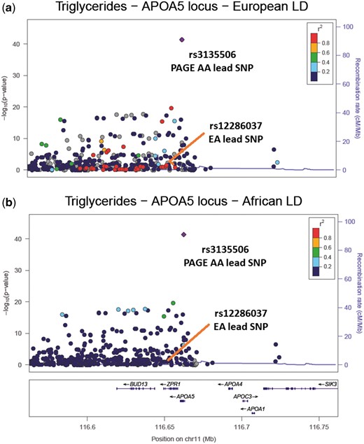 LocusZoom plots of the APOA5 region associated with triglycerides. (A) The PAGE African American (AA) results coloured with European ancestry (EA) LD structure, supplied by 1000 Genomes EUR LD. The EA lead SNP is in high LD (r2 > 0.8) with the PAGE AA lead SNP and there are 37 other SNPs in high LD with the PAGE AA lead SNP (r2 > 0.8); (B) The PAGE AA results coloured with PAGE AA LD structure. The EA lead SNP is now in low LD with the PAGE AA lead SNP (r2 < 0.2) and there are no SNPs in high LD with the PAGE AA lead SNP (r2 > 0.8).