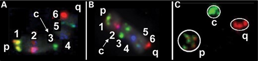 BAC probes label appropriate regions within CT in both metaphase and interphase. Metaphase FISH was performed in order to ensure that the probes label the appropriate region on the chromosomes. Six probe labeling in metaphase is presented for chromosome 1 (A) and chromosome 12 (B). Five BAC probes were labeled within each of three ∼10 Mb domains (15 probes in total) at the beginning, middle and end of CT4 (C). All five probes for each region were found to be in close proximity on the interphase CT, and hence, representative of their region.