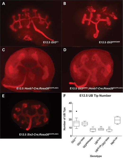 Ureteric branches were visualized at E12.5 by cytokeratin or E-cadherin whole-mount immunofluorescence in control Gli3+/+(A) and mutant Gli3Δ699/Δ699 (B), Hoxb7-Cre;Rosa26Gli3TFLAG/+(C), Hoxb7-Cre;Rosa26Gli3TFLAG/+;Gli3Δ699/+ (D) and Six2-Cre;Rosa26Gli3TFLAG/+ (E) kidneys. Ureteric tip number was quantified (F). Mutant Gli3Δ699/Δ699 (B), Hoxb7-Cre;Rosa26Gli3TFLAG/+(C) and Hoxb7-Cre;Rosa26Gli3TFLAG/+;Gli3Δ699/+ kidneys had a respective 51% (n = 8, P > 0.0001), 47% (n = 7, P > 0.0001) and 50% (n = 10, P > 0.0001) reduction in branching when compared with controls.