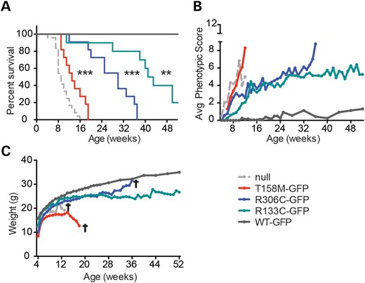 The Mecp2-GFP allelic series mimics the clinical severity of equivalent human mutations. (A) The Kaplan–Meyer plots showing reduced survival of T158M-GFP (red), R306C-GFP (blue) and R133C-GFP (green) mutants in comparison with WT-GFP (dark grey) and Mecp2-null (light grey) mice (18). Statistical significance is denoted as follows: *P < 0.05, **P < 0.01 and ***P < 0.001 (Mantel-Cox test) and calculated in comparison with the WT-GFP mice. (B) Graph showing average phenotypic score for each cohort over time. (C) Graph showing average weight over time. Cohorts comprised WT-GFP (n = 8), R133C-GFP (n = 10), R306C-GFP (n = 11), T158M-GFP (n = 11) and Mecp2-null mice (n = 12–24). A cross indicates that all mice in the cohort had been culled by this time point due to severity of the RTT-like phenotype.