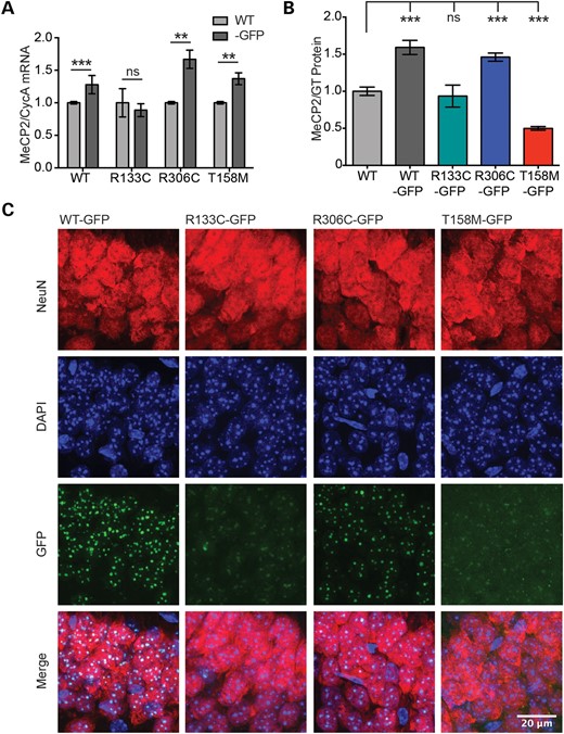 R133C-GFP and T158M-GFP are less abundant than WT-GFP and have an abnormal pattern of sub-nuclear localization. (A) Graph showing level of Mecp2 transcript normalized to Cyclophilin A in mutant male mouse brains relative to WT littermates (mean ± SD). WT-GFP, n = 9; R133C-GFP, n = 4; R306C-GFP, n = 3; T158M-GFP, n = 3. (B) Quantification of western blots showing levels of WT-GFP, R306C-GFP, R133C-GFP and T158M-GFP protein in male mouse brain, relative to WT (mean ± SEM). GT served as an internal control; WT, n = 6; WT-GFP, n = 6; R133C-GFP, n = 3; R306C-GFP, n = 4; T158M-GFP, n = 6. (C) Representative images of the CA1 region of the hippocampus in adult male mice from the allelic series. Slices were imaged using the same confocal settings. Immunofluorescence was performed with DAPI (blue) and anti-NeuN (red). MeCP2 was imaged by virtue of its EGFP tag. R133C-GFP and T158M-GFP show mixed punctate and diffuse sub-nuclear localization. Scale bar = 20 μm. Statistical significance is denoted as follows: *P < 0.05, **P < 0.01 and ***P < 0.001 (two-tailed unpaired t-test). All biochemical analyses were conducted using tissues from adults aged 6–12 weeks.