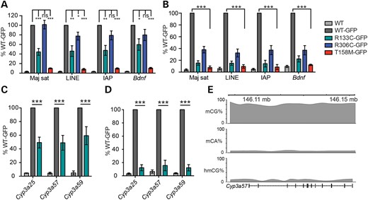 Chromatin immunoprecipitation reveals abnormal binding of R133C-GFP to mCG-rich repetitive sequences and genes in mouse brain. (A) ChIP-qPCR of WT-MeCP2 (lacking a GFP tag) and knocked-in WT-GFP, R133C-GFP, R306C-GFP and T158M-GFP in the adult male mouse brain. Primers amplify, respectively, major satellite, LINE and IAP transposable elements and the Bdnf gene locus. The antibody was against GFP and therefore does not precipitate untagged WT MeCP2 (n ≥ 3). (B) Similar assay to (A) but with a lower and therefore more stringent cross-linking temperature (n = 4). (C) Column plot showing binding of R133C-GFP at the mCG-rich cytochrome p450 locus by GFP ChIP (n = 3). (D) The same assay as (C) but using a more stringent cross-linking temperature. Plots are expressed as % WT-GFP value. Error bars represent ± SEM, and statistical significance is denoted as: *P < 0.05, **P < 0.01 and ***P < 0.001 (unpaired, two-tailed t-test). Each replicate experiment used tissue from a separate animal. (E) Schematic of the Cyp3a57 locus depicting cytosine methylation context. All biochemical analyses were conducted using tissues from adults aged 6–12 weeks.
