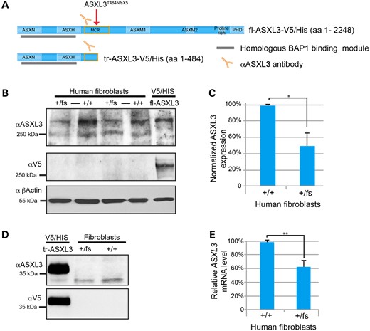 Characterization of truncating ASXL3 variants in patient fibroblasts. (A) Schematic of ASXL3 C-terminally V5/His tagged constructs and length in amino acids (aa), the region of ASXL3 recognized by the α-ASXL3 antibody (orange antibody), ASXL3 N-terminus that shares 89% homology with the BAP1-binding region of ASXL1 and 2 (gray bar), proband I truncating variant (red arrow). (B) Western blot of two biological replicates comparing endogenous full-length ASXL3 expression in patient ASXL3+/fs and control ASXL3+/+ fibroblasts (+/fs to +/+). Overexpressed fl-ASXL3-V5/His runs at ∼280 kDa, corresponding to the highest molecular weight band from fibroblast cell lysates recognized by the α-ASXL3 antibody. fl-ASXL3-V5/His is recognized by α-ASXL3 and α-V5 antibodies. β-Actin was used as a loading control. (C) Quantification of endogenous full-length ASXL3 protein in ASXL3+/fs and control ASXL3+/+ fibroblasts relative to expression of β-actin, n = 3 (Error bars denote SD; *P = 0.04). (D) Overexpressed tr-ASXL3-V5/His is recognized by α-ASXL3 and α-V5 antibodies. A band of comparable molecular weight is not detected in ASXL3+/fs and control ASXL3+/+ cell lysate. (E) qRT–PCR analysis of ASXL3 transcripts from ASXL3+/fs and control ASXL3+/+ fibroblasts cDNA relative to GAPDH, n = 3 (Error bars denote SD; **P = 0.005).