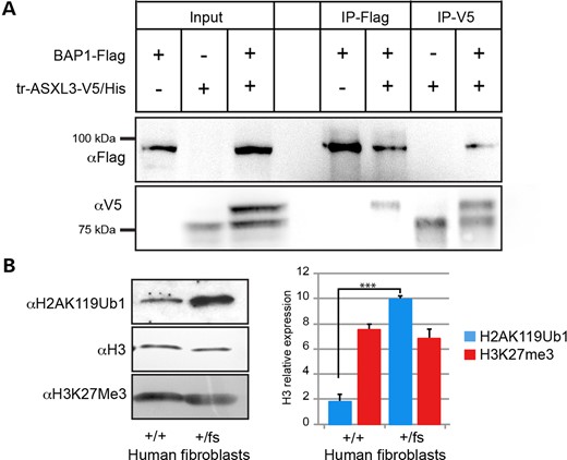 ASXL3 interacts with BAP1 and truncating mutations alter histone H2A ubiquitination. (A) BAP1-Flag and tr-ASXL3-V5/His were individually and co-overexpressed in 293 T. The N-terminal fragment of ASXL3 is post-transcriptionally modified when co-overexpressed together with BAP1-Flag and is seen as a doublet in the corresponding lane. Reciprocal co-immunoprecipitations were performed with α-V5 and α-flag antibodies. BAP1-Flag preferentially binds the post-transcriptionally modified tr-ASXL3-V5/His fragment. (B) H2AK119Ub1 and H3K27Me3 acid extracted histones levels compared between ASXL3+/+ and ASXL3+/fs fibroblasts. H3 used as loading control. A 5-fold increase in H2AK119Ub1 was quantified in ASXL3+/fs fibroblasts compared with H3 levels. No change detected in normalized H3K27Me3 acid extracted histone levels between ASXL3+/+ and ASXL3+/fs fibroblasts, n = 3 (Error bars denote SD; ***P = 0.001).