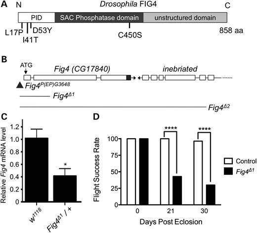 Generation and characterization of Drosophila Fig4 mutants. (A) Domain organization of FIG4 protein and mutations analyzed in this study. PID is the protein interaction domain. Drosophila FIG4 has 59% similarity with human FIG4 over the entire length of the protein (Supplementary Material, Fig. S1), including conserved amino acids mutated in disease: L17P and I41T missense mutations are found in patients with CMT4J, and D53Y has been reported in a family with ALS. The C450S mutation in the conserved CX5RT SAC phosphatase domain inactivates the catalytic cysteine residue. (B) Schematic representation of Fig4 (CG17840) genomic locus harboring P-element P(EP)G3648 (triangle) and the extent of genomic deletion in various Fig4 mutants. (C) Fig4 mRNA is reduced by ∼50% in Fig4Δ1 heterozygous animals, consistent with genetic and molecular evidence that demonstrate that it is a null allele (D) Fig4 mutants lose flight ability with age. n = 30 animals for each genotype and time-point. *P < 0.05 using Student's t-test, ****P < 0.0001 using Fischer's exact test.