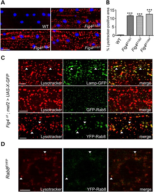 Fig4Δ1 mutants show accumulation of Lysotracker-positive structures. (A) WT and Fig4 mutant larvae stained with Lysotracker (red) and TO-PRO-3 (blue). (B) Quantification of percentage area occupied by Lysotracker-positive structures. Muscles 6/7 in 30 hemisegments were examined for each experiment. Data are mean ± s.e.m. ***P < 0.005. (C) Larval muscles of Fig4Δ1/Δ1 mutants with mef2-Gal4-driven expression of GFP-tagged vesicle markers were stained with Lysotracker. Colocalization between Lysotracker and GFP-positive structures was examined (n = 30 hemisegments). (D) Endogenous YFP-tagged Rab8 partially colocalizes with Lysotracker. Scale bars: 30 μm in (A), 10 μm in (C), 5 μm in (D). Arrowheads highlight colocalization.