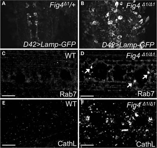 Fig4 mutants exhibit expansion of lysosomal compartment in brain and muscles. (A and B) Confocal images of Fig4Δ1/WT and Fig4Δ1/Δ1 larval brain, expressing Lamp-GFP driven by D42 Gal4 driver. In heterozygous animals, Lamp-GFP is difficult to detect in motor neuron cell bodies, whereas it is robustly expressed in motor neuron cytoplasm in Fig4 null animals. The Lamp-GFP staining present in control animals highlights axon terminals of rare sensory neurons labeled by D42-GAL4. (C–F) WT and Fig4Δ1/Δ1 larval muscles stained with anti-Rab7 (C and D) to label late endosomes and anti-CathL (E and F) to label lysosomes. Arrows highlight occasional expanded Rab7-positive late endosomes. Scale bars: 10 μm.