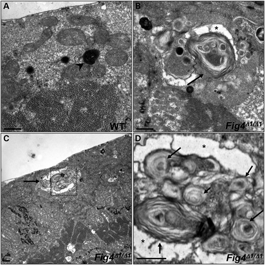 Ultrastructural analysis of WT (A) and Fig4Δ1/Δ1 mutant (B–D) larval muscles. Boxed area in (C) is magnified in (D). WT lysosomes are small and electron-dense (arrowhead in A), whereas many Fig4Δ1/Δ1 lysosomes are markedly expanded (arrows in B–D) and contain numerous membranous whorls. Asterisk indicates electron-lucent regions that surround membranous whorls. Scale bars: 2 μm.