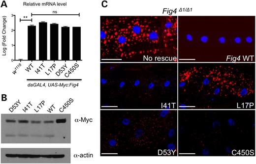 Functional significance of human disease-related Fig4 mutations. (A) Quantitative RT-PCR analysis demonstrates that ubiquitous overexpression of N-terminal Myc-tagged Fig4 transgenes are expressed at >100× endogenous levels. (B) Western blot of whole body lysates from adult flies expressing N-terminal Myc-tagged Drosophila Fig4 transgenes under control of actin-Gal4. (C) Transgenes carrying Drosophila Fig4 with orthologous disease-associated mutations were expressed in muscle cells using Mef2-Gal4 in a Fig4 null background. Whereas wild-type FIG4 protein expression fully rescues the lysosome expansion phenotype (lysosomes labeled with Lyostracker red), CMT4J (I41T and L17P) and D53Y mutants only partially rescue this phenotype. Interestingly, a catalytically inactive mutation (C450S) in the Fig4 phosphatase domain also rescues the lysosome expansion phenotype. Scale bars: 30 μm. **P < 0.01 using pairwise t-test.