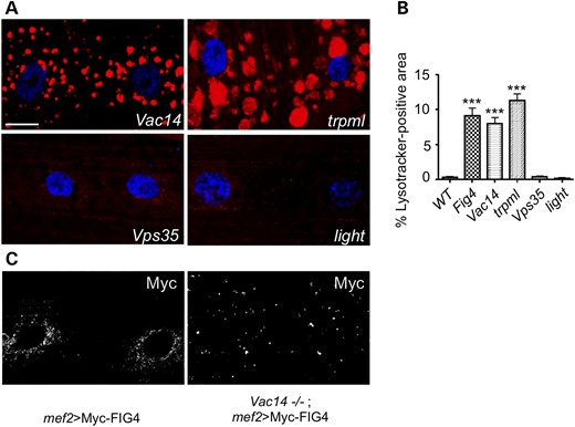 FIG4 interactors VAC14 and TRPML also regulate lysosomal size. (A) Larval fillet preps from indicated genotypes were stained with Lysotracker (red) and TO-PRO-3 (blue). (B) Quantification of lysosomal defects observed in indicated genotypes. Data are mean ± s.e.m. ***P < 0.005. (C) Examination of mef2Gal4-driven Myc-FIG4 localization in WT and Vac14 null mutants reveals that VAC14 is required for normal FIG4 localization. n = 30 hemisegments for all experiments. Scale bars: 15 μm in (A) and (C).