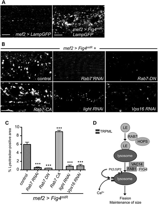 Lysosomal defects in response to disruption of Fig4 can be suppressed by depletion of Rab7 and HOPS complex components. (A) mIR-mediated knockdown of Fig4 in muscles with mef2-GAL4 reproduces the Fig4 null lysosome accumulation phenotype (lysosomes labeled with Lamp-GFP). (B) Candidate-based screen for modifiers of lysosome expansion (Lysotracker-positive punctae) identifies Rab7 and HOPS complex components (light and Vps16). (C) Quantification of suppression of Fig4 phenotype by various transgenes. n = 30 hemisegments. Data are mean ± s.e.m. ***P < 0.005. (D) Model for FIG4 function in lysosomal homeostasis: Late endosome (LE) fusion with the lysosome requires the Rab7/HOPS complex, but not FIG4. The FIG4-VAC14-FAB1 complex is required for PI(3,5)P2 formation, which activates TRPML function; TRPML causes calcium efflux from the lysosome which maintains lysosome size, possibly by activating lysosomal fission. This function of FIG4 requires VAC14, but not phosphatase activity, and is disrupted by mutations that cause CMT4J.