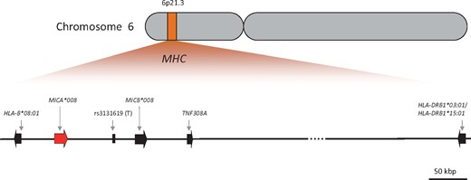 Schematic chromosomal localization of the tested alleles/loci. This figure represents a simplified MHC map centered on genes of interest in this manuscript.