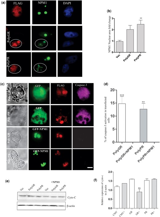 Overexpression of NPM1 inhibits apoptosis in cells expressing poly (GR)100 and poly (PR)100 (A) To examine the normal distribution of NPM1, human SH-SY5Y cells expressing FLAG-tagged poly (GR)100 or poly (PR)100 or vector only were fixed and stained with anti-NPM1 (green) and anti-FLAG (red) antibodies. NPM1 was more dispersed throughout the nucleus in cells expressing the DRPs and the nucleolus was more fractured compared, indicting nucleolar stress, than in cells transfected with vector only. Scale bar 10μm. (B) Quantification of the area of NPM1 staining relative to the size of the nucleus (stained by Hoechst) of the images in (A) was performed using Image J. A significantly increased number of cells with dispersed localization of NPMN1 was detected in cells expressing poly (GR)100 or poly (PR)100 compared to cells transfected with vector only. Data are represented as mean ± SEM; **P < 0.001 versus cells transfected with vector only (vec), by one-way ANOVA followed by Tukey’s post-test. (C) Human SH-SY5Y cells were cotransfected with constructs encoding GFP-tagged NPM1 and either FLAG-tagged poly(GR)100 or poly(PR)100. Cells were fixed and immunocytochemistry was performed using anti-activated caspase 3 (magenta) and/or anti-FLAG antibodies (red). Scale bar, 10μm. (D) Quantification analysis of cells in (C) revealed that significantly fewer cells co-expressing NPM1 with either poly(GR)100 or poly(PR)100 displayed activated caspase-3, compared to control cells expressing poly(GR)100 or poly (PR)100 alone. Data are represented as mean ± SEM; ***P < 0.0001, **P < 0.001 versus cells expressing each DRP only, by oneway ANOVA followed by Tukey’s post-test. 50 cells were scored from two different experiments. (E) Immunoblotting of lysates using anti-cytochrome c antibodies. Blots were reprobed with anti-β-actin antibodies as a loading control. (F) Densitometry quantification of blots in (A) relative to β-actin revealed that the levels of cleaved cytochrome c were significantly decreased in cells expressing poly (GR)100. Data are represented as mean ± SEM; **P < 0.001 versus cells expressing each DRP only, by one-way ANOVA followed by Tukey’s post-test.