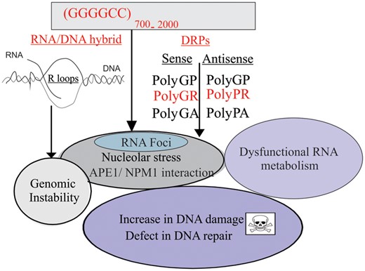 Proposed model for the induction of DNA damage by the C9orf72 repeat expansion in ALS. The formation of R loops by the C9orf72 repeat expansion, as well as expression of the DRPs, disturbs nucleolar NPM1 (B23) function, which in turn impairs APE1 endonuclease function. This perturbs normal DNA repair mechanisms and RNA metabolism, leading to cell death and neurodegeneration.