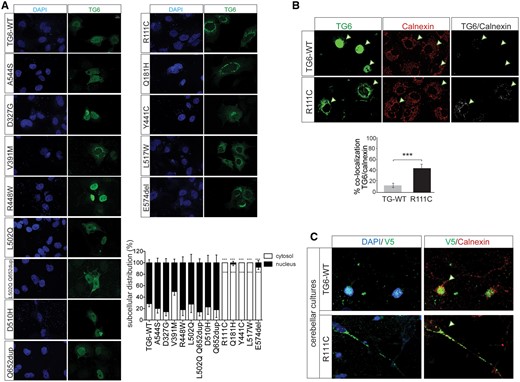 Mutations in TG6 alter its subcellular distribution. (A) Immunocytochemical analysis of TG6 subcellular distribution in COS-7 cells showed decreased nuclear localization of TG6-R111C, TG6-Q181H, TG6-Y441C, TG6-L517W and TG6-E574del. Shown are representative images from three independent experiments. Bar, 10 µm. Quantification of the subcellular distribution of the indicated TG6 mutants is shown at the bottom. Graph, mean±SEM, n = 100 cells from three independent experiments; ***P <0.001, 2-way ANOVA with Bonferroni’s post hoc test. (B) Representative confocal images of TG6 subcellular localization in COS-7 cells expressing TG6-WT and TG6-R111C showed TG6 co-localization with calnexin. Arrowheads indicate co-localization of TG6 and calnexin. Graph, mean±SEM, Student’s t test, ***P<0.001. (C) Representative confocal images of TG6 subcellular localization in DIV7 cerebellar neurons transfected with vectors expressing V5-tagged TG6-WT and TG6-R111C. Nuclei were stained with DAPI, and ER was revealed with calnexin. Arrowheads highlight the different subcellular localization of TG6-WT and TG6-R111C.