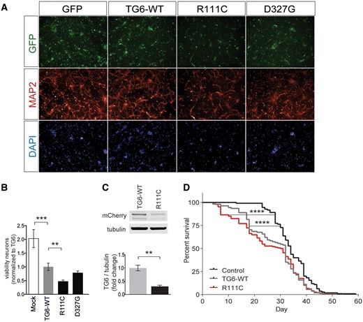 TG6 mutants exert toxicity in vitro and in vivo. (A–B) Analysis of cell viability in mouse primary cortical neurons expressing TG6-WT, TG6-R111C and TG6-D327G mutants showed that overexpression of TG6-WT is toxic in neurons, and overexpression of TG6-R111C enhanced toxicity compared with TG6-WT. Graph, mean±SEM, n = 3, **P <0.01; ***P <0.001, 1-way ANOVA with Tukey’s post hoc test. (C) Western blotting analysis of fly heads expressing mCherry-tagged TG6-WT and TG6-R111C showed that expression of mutant TG6 is significantly lower compared with that of TG6-WT. Graph, mean±SEM, n=3, **P <0.01, Student’s t-test. (D) Kaplan–Meier analysis of survival of flies ubiquitously expressing mCherry (control) and mCherry-tagged TG6-WT and TG6-R111C. ****P <0.0001, Log-Rank test.