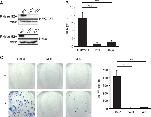 LINE-1 and Alu retrotransposition is blunted in RNase H2A-deficient HEK293T and HeLa cells. (A) The catalytic A subunit of RNase H2 was targeted in HEK293T and HeLa-HA cells using CRISPR/Cas9. Absence of RNase H2A protein in individual cell clones was confirmed by Western Blotting and Next Generation Sequencing (not shown). (B) De-novo LINE-1 retrotransposition is strongly reduced in HEK293T cell clones lacking RNase H2A. Cells were transfected with a firefly luciferase-tagged LINE-1 reporter plasmid. Luminescence was quantified 4 days following transfection and LINE-1 retrotransposition activity is expressed as normalized luminescence ratio (NLR). Luminescence signals are generated in transfected cells only after one completed round of LINE-1 retrotransposition (i.e. transcription, splicing, reverse transcription and integration into the genome, for details see Fig. S4A). Error bars represent SEM, ***P < 0.001, 1-way-ANOVA with Tukey's multiple comparison test (n = 6). (C) De novo Alu retrotransposition elements are almost absent in RNase H2A-deficient HeLa cell clones. Cells were transfected with a neomycin-tagged Alu reporter along with a LINE-1 ORF2-containing plasmid. G418-resistant colonies resulting from successful retrotransposition events are counted after 2 weeks of antibiotic selection. Cells transfected with empty vector (-) instead of Alu reporter plasmid (+) served as negative control. Left: Representative images of G418-resistant colonies stained with Trypan blue. Right: Quantification of G418-resistant colonies resulting from completed de-novo Alu retrotransposition events. Error bars are SEM, **P < 0.01, 1-way-ANOVA and Tukey's multiple comparison test (n = 3).