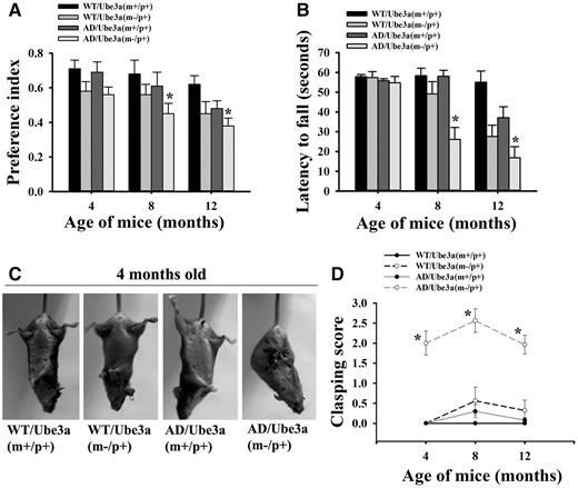 Ube3a-maternal deficient AD mice exhibits exacerbated behavioral abnormalities. Mice of all four genotypes were assessed for cognitive and motor tasks at 4, 8 and 12 months of their ages. (A) Novel object recognition test. Motor performance and coordination as evaluated from rotarod test at 15 rpm (B) and clasping behavior (C, D). All these tests were conducted in a blinded manner. Data represented as mean ± SD; n = 10 in each group. *P < 0.05 (A) and *P < 0.001 (B and D) when compared with wild type, Ube3a-maternal deficient and AD mice groups (two-way ANOVA followed by Holm-Sidak post-hoc test).