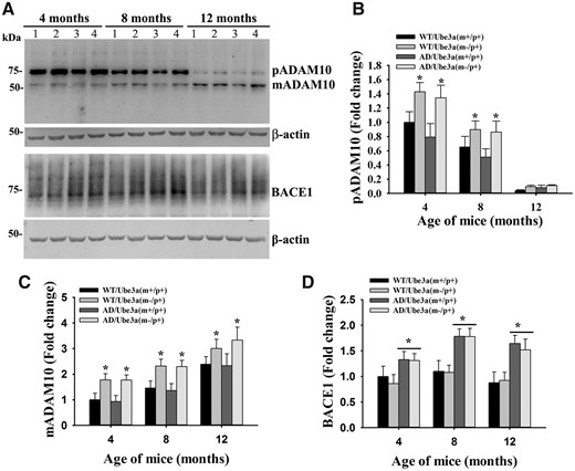 Increased expression of ADAM10 in the cortex of Ube3a-maternal deficient AD mice. (A) Immunoblot analysis of ADAM10 and BACE1 in the cortical lysate prepared from mice of different genotypes at their different ages. (B–D) Band intensities of pADAM10 (precursor ADAM10, mADAM10 (matured ADAM10) and BACE1 were quantified, normalized and plotted as fold change. Values are mean ± SD of three animals/genotype/age group. In (B) and (C), *P < 0.05 compared with either wild type or AD mice and in D, *P < 0.01 in comparison with wild type or Ube3a-maternal deficient mice groups. Two-way ANOVA followed by Holm-Sidak post-hoc test was used to analyze the data. Lane 1, wild type; Lane 2, Ube3a-maternal deficient; Lane 3, AD; Lane 4, Ube3a-maternal deficient AD.