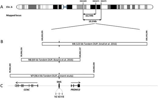 Chromosomal localization of the mapped loci, position of the detected and the referenced mutations on the MCDR1 locus. (A) Schematic representation of the chromosome 6 showing the location of the two mapped loci and, (B) the novel mutation presented in this study (V7), and the known mutations (V1-V6). (C) Schematic representation of the exon-intron structure of CCNC and PRDM13. The black diamond form indicates the DNase I hypersensitivity site (DHS) with the three SNP mutations previously identified in this region (V1-V3). The DHS is present in the three tandem duplications. The horizontal arrows above genes representation indicate the transcriptional direction of each gene on both sides of the DHS.