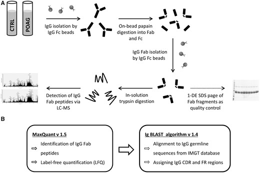 Schematic Workflow of Fab (antigen-binding fragment) purification steps, LC-MS/MS measurements and the data analysis. (A) IgG was purified from individual sera samples (100 µl) from 13 patients diagnosed with primary open-angle glaucoma (POAG) and 15 controls using Capture SelectTM IgG-Fc (crystallisable fragment) resin beads. IgG were digested into Fab and Fc by immobilized papain resin beads followed by further purification of Fab via Capture SelectTM IgG-Fc resin beads. 1-D SDS PAGE of flow-through fraction was performed to evaluate if the Fab purification steps were successful. In-solution trypsin digestion of Fab fragments (20 µg) was performed and measured on a HPLC-coupled LTQ Orbitrap XL mass spectrometry system. (B) Peptide identification and label-free quantification (LFQ) was performed employing bioinformatical tool MaxQuant v. 1.5 against human NCBI database (955.083 sequences). IgBLAST algorithm v. 1.4 was used to align identified peptides to V, J and C germline sequences derived from IMGT database (ImMunoGeneTics information system). Due to the identified peptides were assigned to the complementarity determining regions (CDR), framework regions (FR) or constant regions (C) of the IgG framework based on an alignment match score ≥ 70%. The sample preparation protocol was published first by de Costa et al. (31,33).