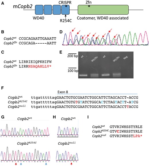 Mouse alleles of Copb2. (A) Schematic of the mouse COPB2 protein domains. Asterisks denote sites of mutations. (B–E) The Copb2Zfn allele is a 5 bp deletion in exon 12 (B, D), which results in a frameshift and creates a premature stop codon (C). (D) Sanger sequencing of the PCR products from a heterozygous animal. Sanger peaks that differ from wild-type are indicated by red arrows and this analysis identifies the precise nature of the deletion. (E) Genotyping was performed by PCR amplification of a 79 bp region surrounding the deletion and gel electrophoresis (4% metaphor agarose). (F–H) The Copb2R254C (F, G) and Copb2null (F, H) alleles were created using CRISPR-Cas9 technology targeting exon 8. Red letters indicate nucleotide changes affecting the amino acid sequence while blue letters indicate silent mutations. (I) Copb2R254C creates an amino acid change orthologous to the patient mutation at amino acid position 254, while Copb2null creates a frameshift resulting in a premature stop codon (*) at position 264.