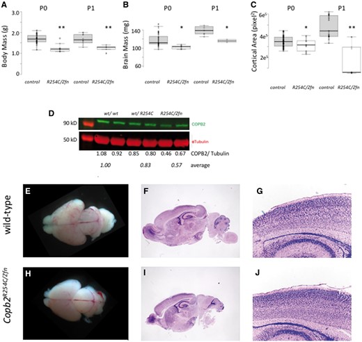Copb2R254C/Zfn mice are perinatal lethal with reduced brain size and mass. (A,B) Body and brain mass were significantly lower in Copb2R254C/Zfnmice compared with wild-type controls at both P0 and P1. (C) Cortical area was measured from gross images and showed a significant reduction in Copb2R254C/Zfnmice compared with control at both P0 and P1. For plots in (A–C), center lines show the medians; box limits indicate the 25th and 75th percentiles as determined by R software; whiskers extend 1.5 times the interquartile range from the 25th and 75th percentiles, outliers are represented by dots; data points are plotted as open circles. Significance between groups was determined by a student‘s t-test. (*P < 0.05; **P < 0.01). (D) COPB2 protein is reduced in Copb2wt/R254Cand Copb2R254C/Zfnmice relative to wild-type controls. (E–J) Gross images of wild-type control (E) and Copb2R254C/Zfnbrains (H) at P0. H&E stained sagittal sections of wild-type (F) and Copb2R254C/Zfnmice (I) mice show similar brain structure and similar cortical organization (G, J).