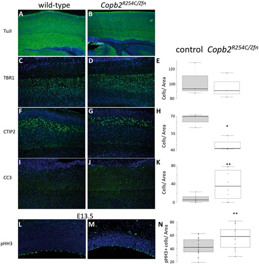 Reduced layer V neuron production and increased cell death in Copb2R254C/Zfn brains. (A,B) IHC for TuJ1-positive post-mitotic neurons highlights a robust population of cells in control (A) and Copb2R254C/Zfnmice (B). TBR1 IHC showed no significant reduction between control (C) and Copb2R254C/Zfnmice (D). CTIP2 IHC revealed a reduction in layer V neurons in Copb2R254C/Zfnmice (G) relative to control (F). Additionally, levels of CC3 to mark apoptotic cells were increased in the cortex of Copb2R254C/Zfnmice (J) compared with control (I). At E13.5, compared with control (L), cell proliferation in the ventricular zone is increased in Copb2R254C/Zfn mice (M). (E, H, K, N) Quantification of TBR1, CTIP2, CC3, and pHH3-immunoreactive cells was performed with an n ≥ 3 for each genotype. Center lines show the medians; box limits indicate the 25th and 75th percentiles as determined by R software; whiskers extend 1.5 times the interquartile range from the 25th and 75th percentiles, outliers are represented by dots; data points are plotted as open circles. Significance between groups was determined by a student’s t-test. (*P < 0.05; **P < 0.01).