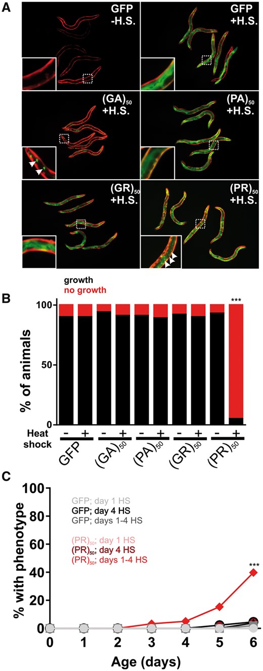 Age-onset toxicity requires continuous DPR expression. (A) Images of worms expressing the indicated DPR under the control of a heat shock inducible promoter. Red fluorescence shows the myo-3p::mCherry transgenic marker. Green fluorescence shows the hsp-16.2p::DPR–GFP signal. All DPRs are shown 2–4 h after heat shock. Insets show an enlarged view of the region identified by the dashed boxes. Arrows in the (GA)50 inset point to putative protein aggregates, suggesting that (GA)50 rapidly aggregates after synthesis. Arrows in the (PR)50 inset point to sites of nuclear localization in the intestine. No such nuclear localization was observed in the (GR)50 line after heat shock. (B) Developmental toxicity of transgenic embryos expressing the indicated hsp-16.2p::DPR–GFP. Embryos were heat shocked at 35 °C for 30 min and then returned to 20 °C. The number that reached ≥L4 after 48 h were scored as ‘growth’ while the remaining animals were scored as ‘no growth’. N ≥ 81 transgenic animals per condition. ***P < 0.001 (Fisher’s exact test versus GFP + H.S.). (C) Adult toxicity of animals expressing either hsp-16.2p::GFP or hsp-16.2p:(PR)50-GFP. Animals were subjected to either a heat shock (30 min, 35 °C) on Day 1, Day 4 or on Days 1, 2, 3 and 4. Every 24 h, animals were scored as either mobile, censored or affected (paralyzed + dead = ‘% with phenotype’). Heat shock induction of (GA)50, (PA)50 and (GR)50 produced phenotypes identical to that of GFP. N ≥ 60 animals per genotype. ***P < 0.001 versus GFP; Days 1–4 H.S (Log-rank test with Bonferroni adjusted P-value).