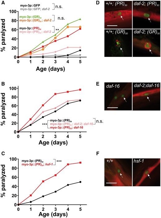 Altering the rate of aging affects (PR)50 but not (GR)50 toxicity. (A) Paralysis assay of animals expressing GFP, (GR)50 or (PR)50 under the control of the myo-3 promoter in the wild-type or daf-2(e1370) background. ‘Day 0’ animals were isolated as L4 stage animals. N = 48–50 animals per genotype. n.s., ‘not significant’; **P < 0.01 versus GFP control (Log-rank test with Bonferroni adjusted P-value). (B) Paralysis assay of animals expressing (PR)50 under the control of the myo-3 promoter in the wild-type, daf-16(mu86), or daf-2(e1370); daf-16(mu86) background. N = 48–50 animals per genotype. n.s., ‘not significant’; ***P < 0.001 versus (PR)50 (Log-rank test with Bonferroni adjusted P-value). (C) Paralysis assay of animals expressing (PR)50 under the control of the myo-3 promoter in the wild-type or hsf-1(sy441) mutant background. N = 48–50 animals per genotype. ***P < 0.001 versus wild-type (Log-rank test with Bonferroni adjusted P-value). (D) Fluorescent microscopy images of day 1 adult worms expressing either (GR)50 or (PR)50 (green) and soluble muscle mCherry (red) in the wild-type or daf-2(e1370) mutant background. Arrow points to site of nuclear DPR accumulation. Scale bar=10 μm. (E) Fluorescent microscopy images of Day 1 adult worms expressing (PR)50 (green) and soluble muscle mCherry (red) in the daf-16(mu86) or daf-2(e1370); daf-16(mu86) mutant background. Arrow points to site of nuclear DPR accumulation. Scale bar=10 μm . (F) Fluorescent microscopy images of day 1 adult worms expressing (PR)50 (green) and soluble muscle mCherry (red) in the wild-type or hsf-1(sy441) mutant background. Arrow points to site of nuclear DPR accumulation. Scale bar=10 μm.