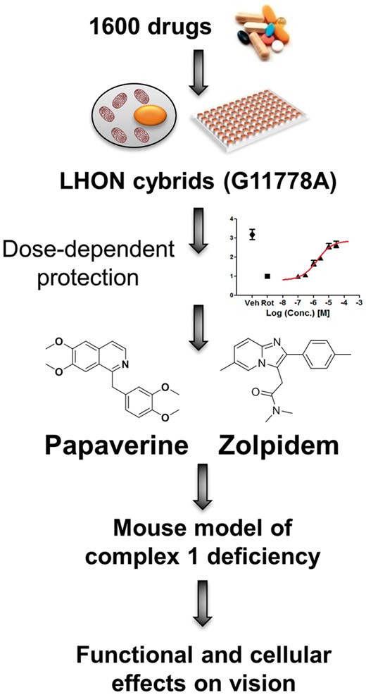 Drug discovery. Papaverine and zolpidem were two drugs discovered from a library of 1600 drugs. They were able to reverse the biochemical defect in mitochondrial deficient cell lines in a dose-dependent manner. These drugs were then used in a complex 1 deficient mouse model.