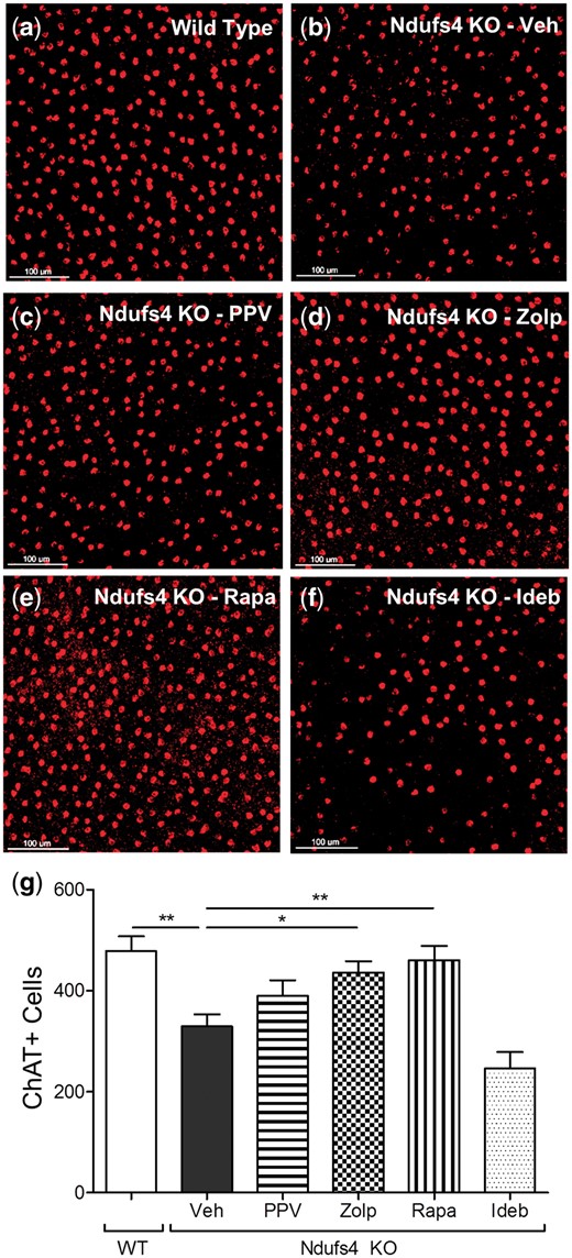 Prevention of cell apoptosis. Representative 20x images of ChAT-positive (red) cell from retinas of: (A) wild type vehicle treated, (B) Ndufs4 KO vehicle treated, (C) Ndufs4 KO papaverine treated, (D) Ndufs4 KO zolpidem treated, (E) Ndufs4 KO rapamycin treated, and (F) Ndufs4 KO idebenone treated. (G) graphical representation of mean number of ChAT-positive cells. Error bars represent standard error of the mean. For wild type, Ndufs4 KO Veh, Ndufs4 KO PPV, Ndufs4 KO Zolp, Ndufs4 KO Rapa, and Ndufs4 KO Ideb, n = 8, 8, 7, 6, 6, and 5, respectively. Statistical significance determined by two-tailed student’s t test. *P < 0.05, **P < 0.01.