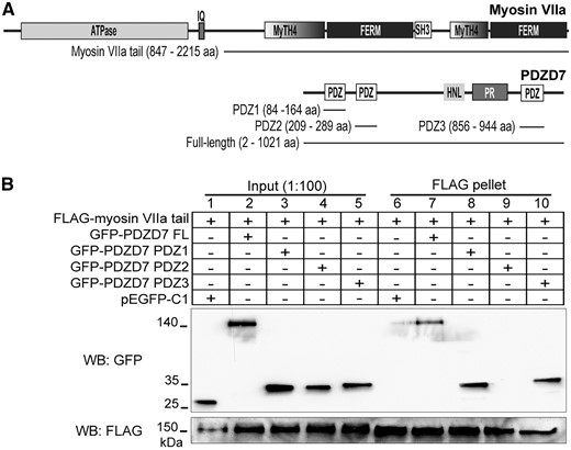 Myosin VIIa interacts with PDZD7. (A) Domain organization of myosin VIIa and PDZD7. Lines below each diagram indicate the myosin VIIa and PDZD7 fragments used in this study. (B) FLAG-myosin VIIa tail pulled down GFP-PDZD7 full-length (FL, lane 7), PDZ1 (lane 8) and PDZ3 (lane 10) proteins, but not GFP-PDZD7 PDZ2 (lane 9) or GFP (pEGFP-C1, lane 6) protein. The lower anti-FLAG blot demonstrates the success of the FLAG pull-down assay. Lanes 1-5 are input samples showing the presence of the transfected proteins in cell lysates. + and -, presence and absence of proteins in the transfected cells, respectively.