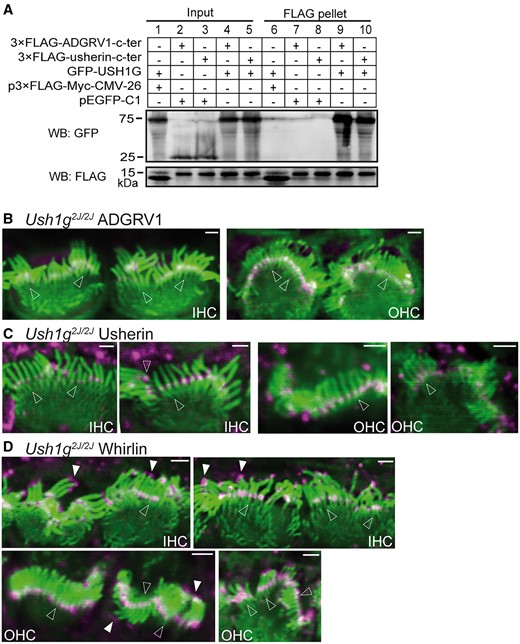 Interactions of USH1G with usherin and ADGRV1 and distribution of USH2 proteins in Ush1g2J/2J cochlear hair cells. (A) GFP-USH1G (lane 9 and lane 10), but not GFP (pEGFP-C1, lane 7 and lane 8), was pulled down by FLAG-usherin and FLAG-ADGRV1 cytoplasmic fragments (c-ter) using anti-FLAG M2 affinity agarose. The FLAG peptide expressed by p3xFLAG-Myc-CMV-26 vector was used as a negative control (lane 6). The bottom anti-FLAG blot demonstrates the success of the FLAG pull-down assay. Lanes 1-5 are input samples showing the expression of GFP-USH1G, GFP, FLAG-usherin c-ter, FLAG-ADGRV1 c-ter and FLAG peptide in the transfected HEK293 cells. + and -, presence and absence of protein fragments in the transfected cells, respectively. (B-D) Although the stereociliary bundle (phalloidin, green) is significantly distorted in Ush1g2J/2Jcochlear hair cells, localizations of ADGRV1 (magenta, B), usherin (magenta, C) and whirlin (magenta, D) at the ankle link region (empty arrows) are normal. Additionally, whirlin localization at the stereociliary tips (filled arrows, D) is also normal in P4 Ush1g2J/2Jcochlear hair cells. n ≥ 2 pups from 2 litters for ADGRV1 immunostaining; n ≥ 4 pups from 4 litters for usherin immunostaining; and n ≥ 2 pups from 2 litters for whirlin immunostaining. The magenta signals outside the stereociliary bundle are non-specific. Scale bars, 1 µm.